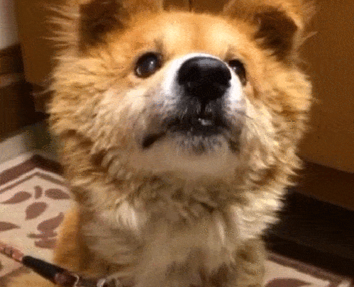 GIFparade CXXV GP125_14 