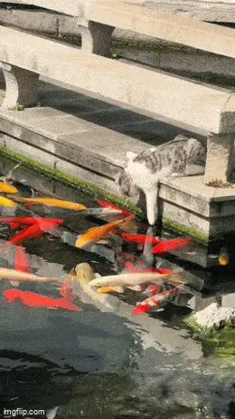 GIFparade CXXV GP125_25 