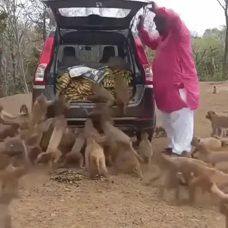 GIFparade CXXV GP125_29 