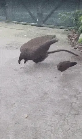 GIFparade CXXV GP125_45 