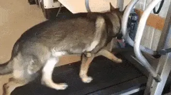 GIFparade CXXVI GP126_42 