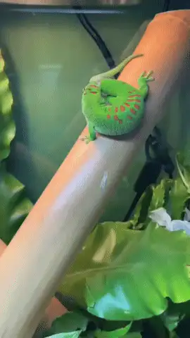 GIFparade CXXVIII GP128_31 