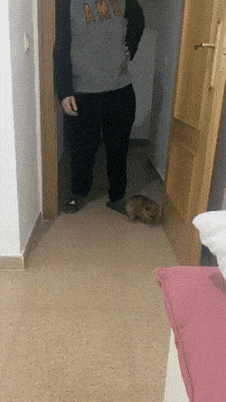 GIFparade CXXVIII GP128_46 