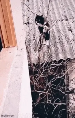 GIFparade CXXIX GP129_13 