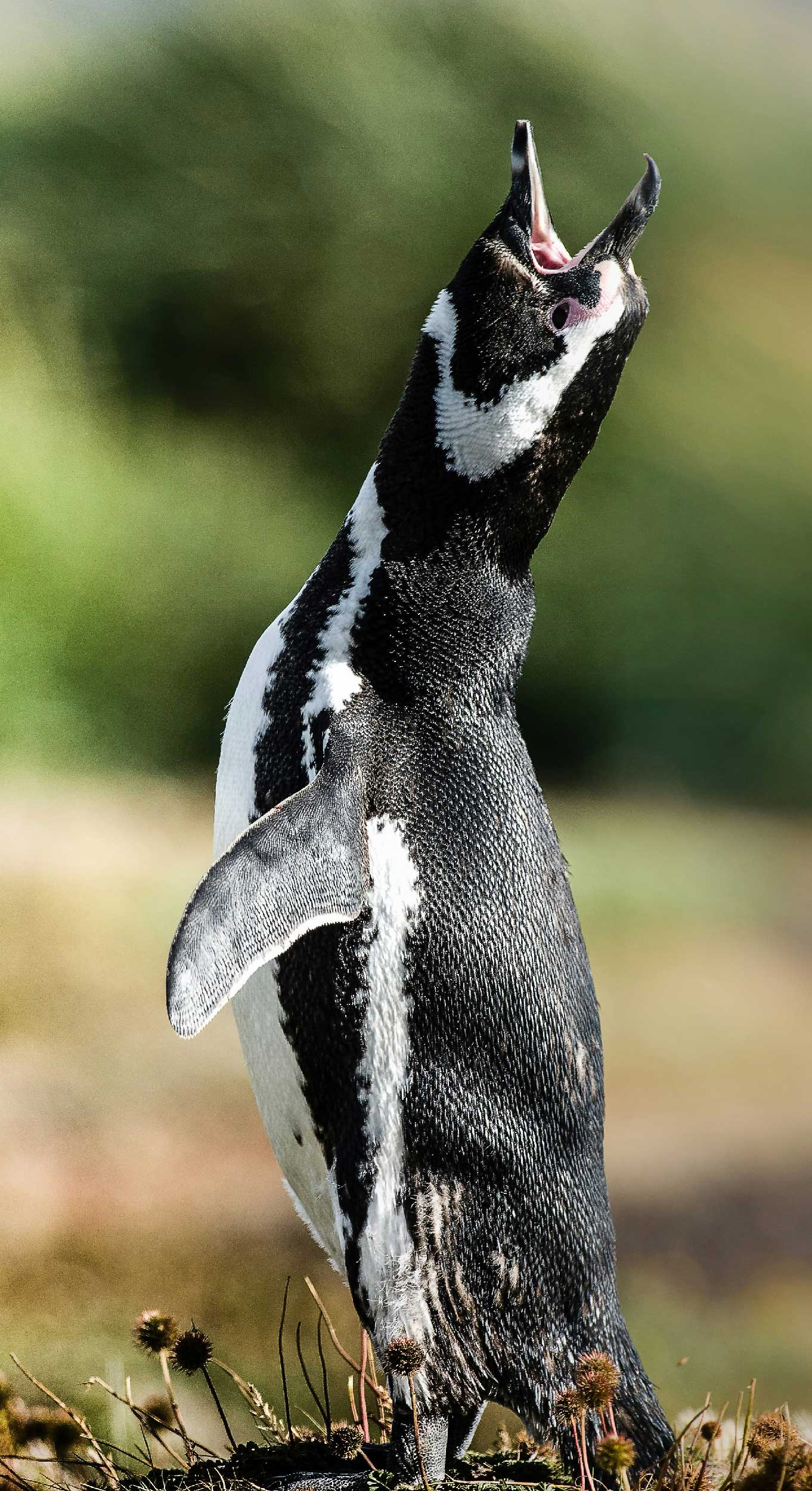 FehlerFindFreitag Nr. 153 FFF-153_ORIGINAL