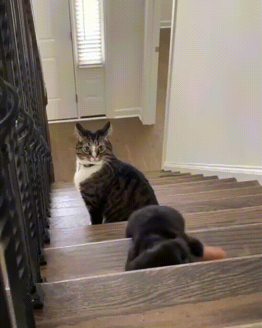 GIFparade CXXX GP130_16 