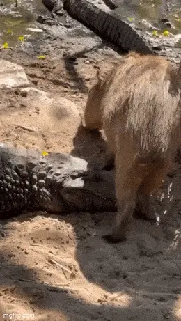 GIFparade CXXX GP130_18 