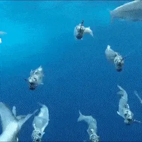 GIFparade CXXX GP130_44 