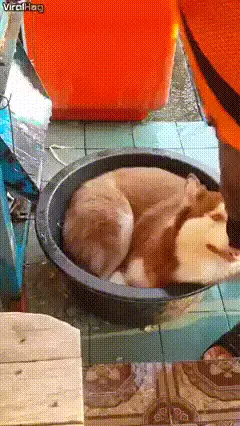 GIFparade CXXX GP130_50 