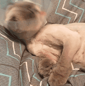 GIFparade CXXXI GP131_14_BEST 