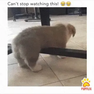 GIFparade CXXXI GP131_37 