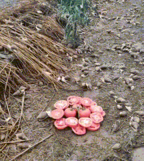 GIFparade CXXXI GP131_52 