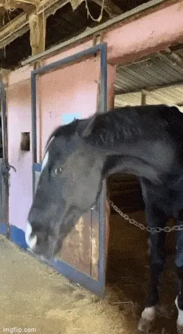 GIFparade CXXXII GP132_13 