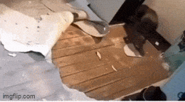 GIFparade CXXXII GP132_16 