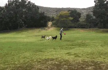 GIFparade CXXXII GP132_20 