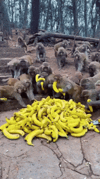 GIFparade CXXXII GP132_23 