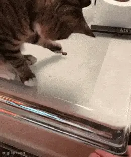 GIFparade CXXXII GP132_33 