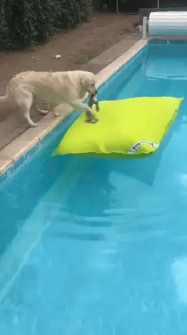 GIFparade CXXXIII GP133_21 