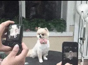 GIFparade CXXXIV GP134_12 