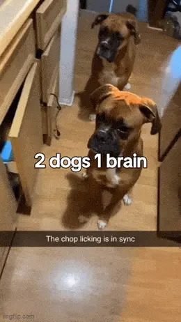 GIFparade CXXXIV GP134_17 