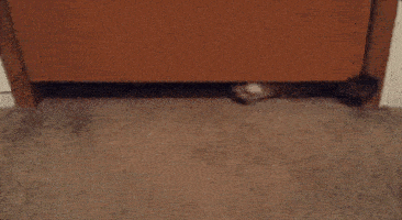 GIFparade CXXXIV GP134_25 