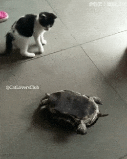 GIFparade CXXXIV GP134_29 