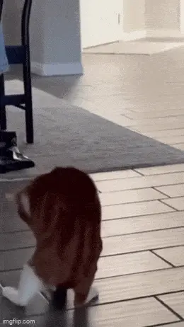 GIFparade CXXXV GP135_13 