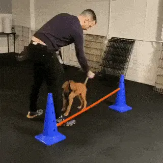 GIFparade CXXXV GP135_16 