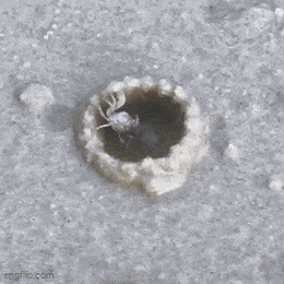 GIFparade CXXXV GP135_26 