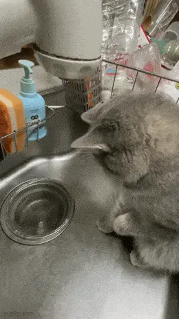 GIFparade CXXXV GP135_36 