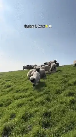 GIFparade CXXXV GP135_45 