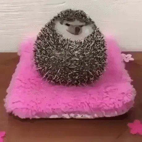 GIFparade CXXXV GP135_46 