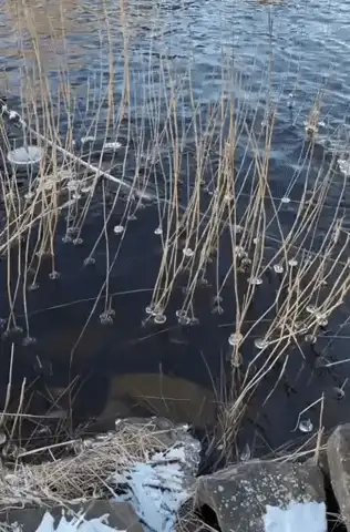 GIFparade CXXXV GP135_47 