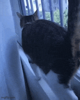 GIFparade CXXXV GP135_53 