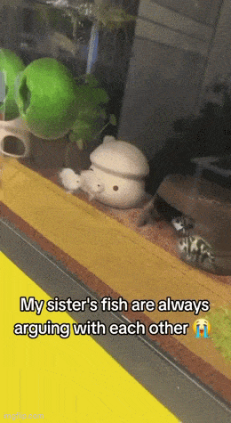 GIFparade CXXXIX GP139_25 