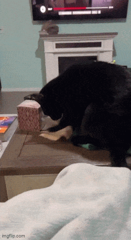 GIFparade CXXXIX GP139_40 