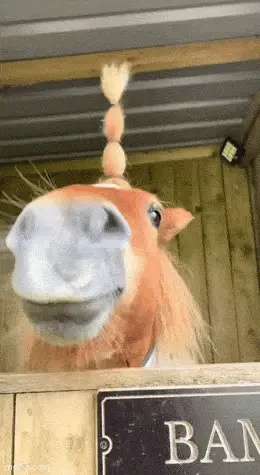 GIFparade CXL GP140_45 