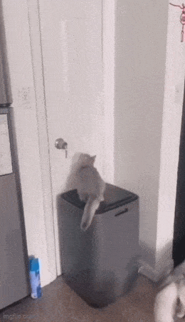 GIFparade CXL GP140_46 