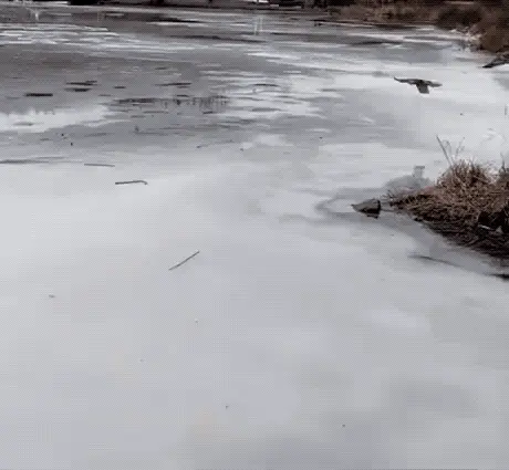 GIFparade CXLIV GP144_11 