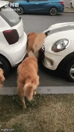 GIFparade CXLIV GP144_13 