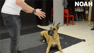 GIFparade CXLIV GP144_15 