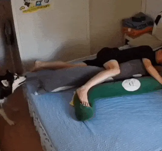 GIFparade CXLIV GP144_24 