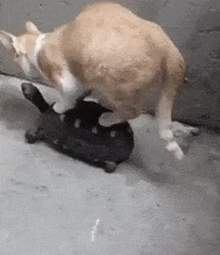 GIFparade CXLIV GP144_26 