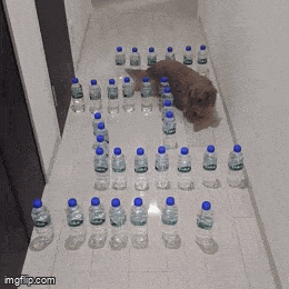 GIFparade CXLIV GP144_36 