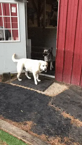 GIFparade CXLV GP145_10 