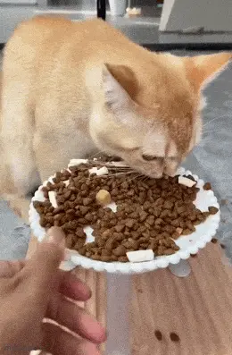 GIFparade CXLV GP145_35 