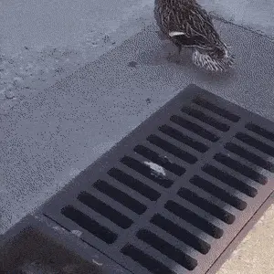 GIFparade CXLVI GP146_15 