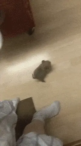 GIFparade CXLVI GP146_24 