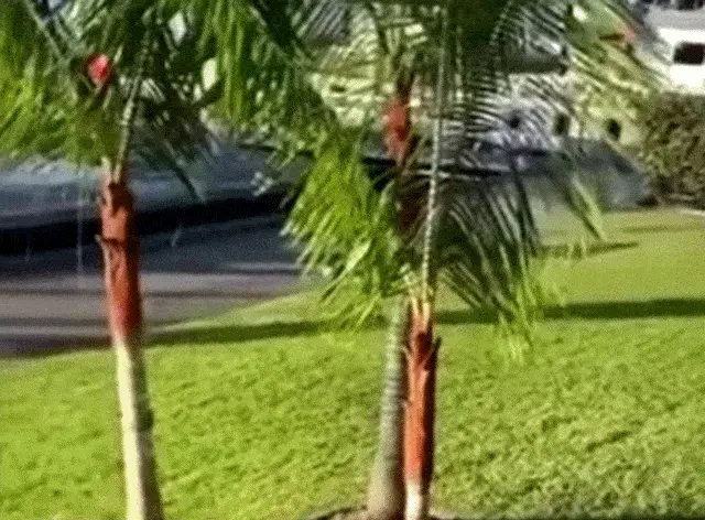 GIFparade CXLVI GP146_36 