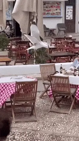 GIFparade CXLVI GP146_38 